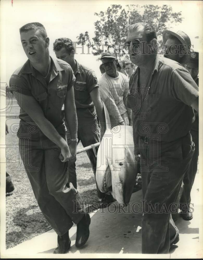 1962 400-Pound Shark Being Transported to Seaquarium - Historic Images