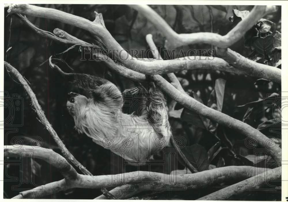 1992 Press Photo Two-toed sloth hangs on branch in Cleveland Metroparks Zoo - Historic Images