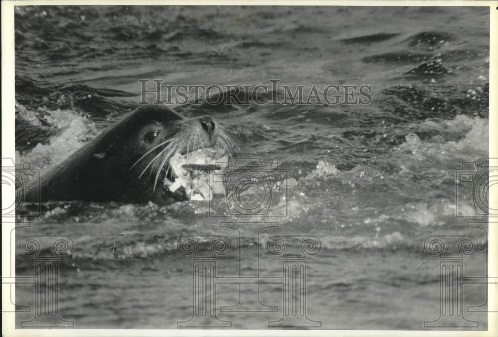 1988 Press Photo Sea lion eats fish at Seattle's Ballard Locks - Historic Images