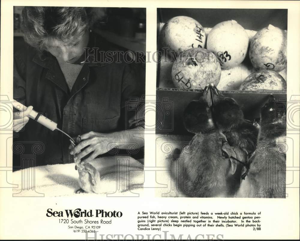 1988 Sea World aviculturist feeds chick and penguins sleep - Historic Images