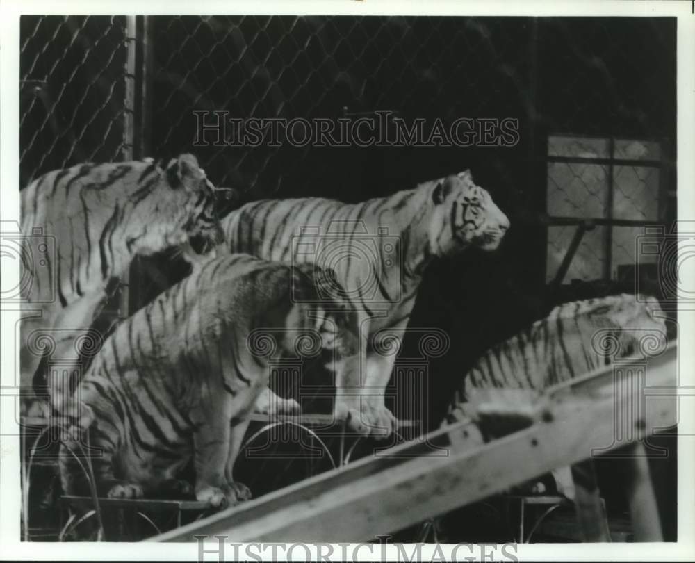 1980 Press Photo Terrific Tigers Headline Annual Shrine Circus in Houston, Texas - Historic Images