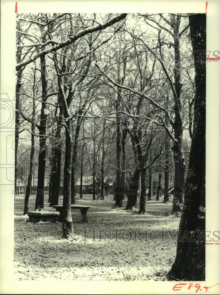 1978 Press Photo Treetops Still Glisten With Sleet at Binglewood Park in Houston - Historic Images