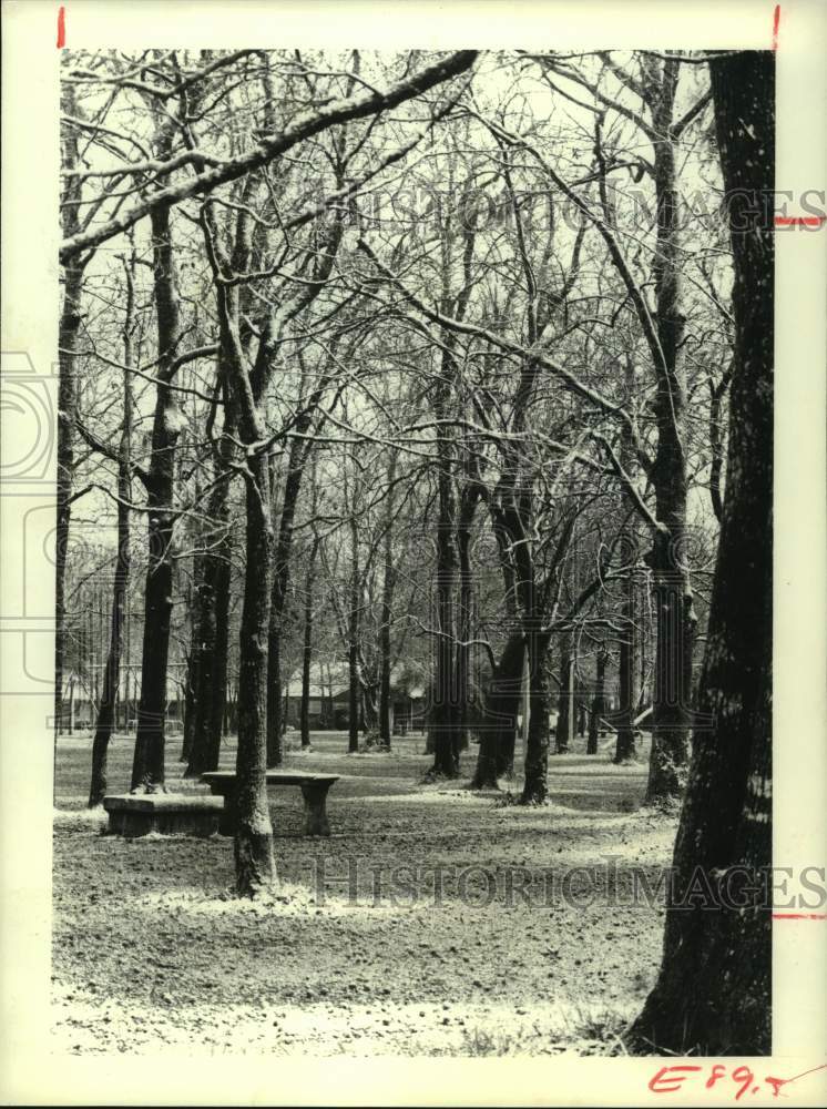 1978 Press Photo Treetops Still Glisten With Sleet at Binglewood Park in Houston - Historic Images