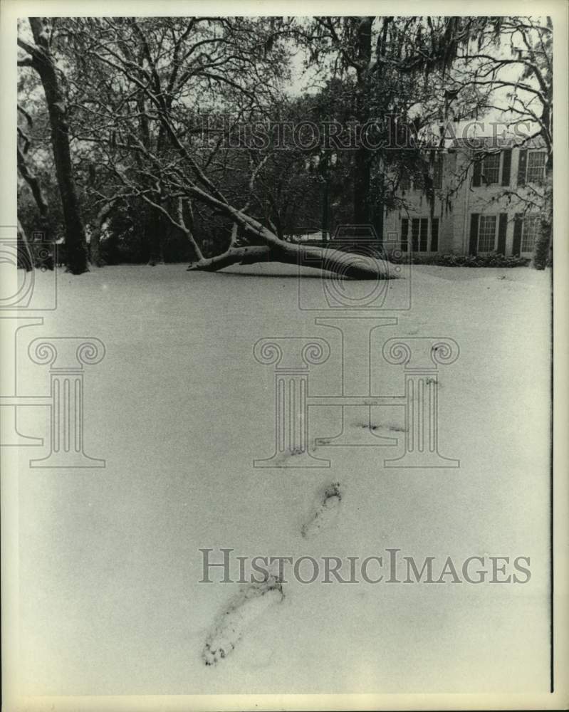 1969 Press Photo Snow and Ice Storm in Houston, Texas Downs Tree - Historic Images