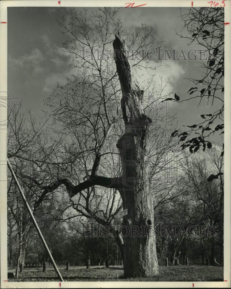 1967 Cottonwood tree by Brazos River at Stephen Austin State Park - Historic Images