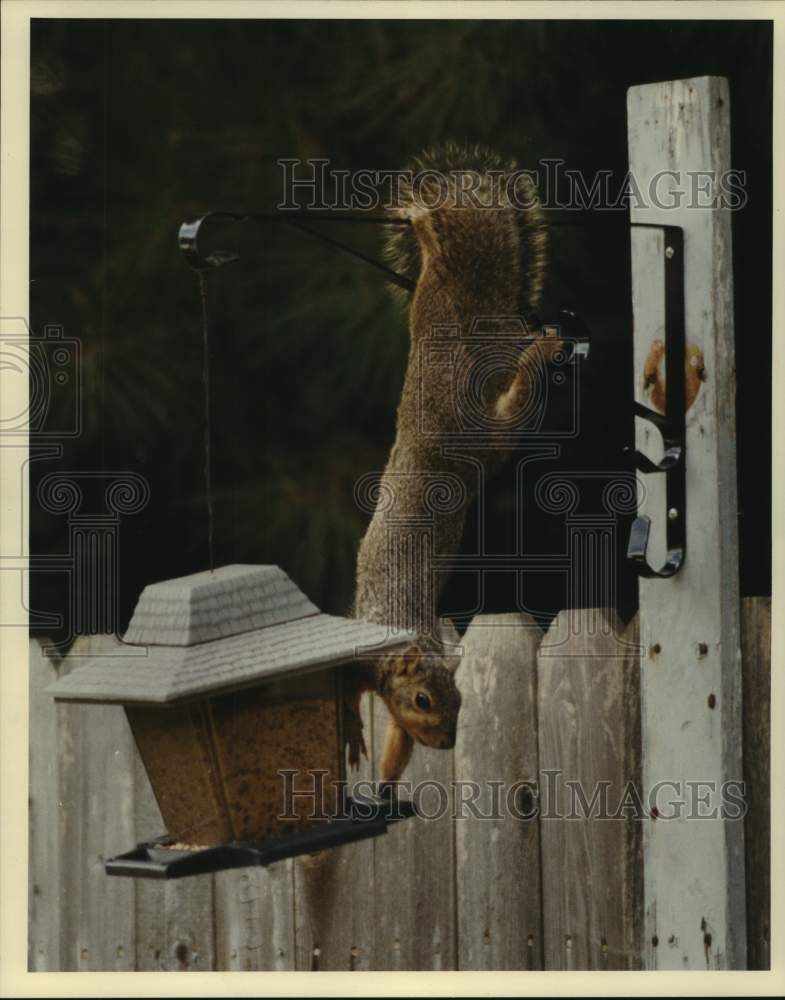 1991 Squirrel hangs on bird feeder to eat seeds in Harris County - Historic Images