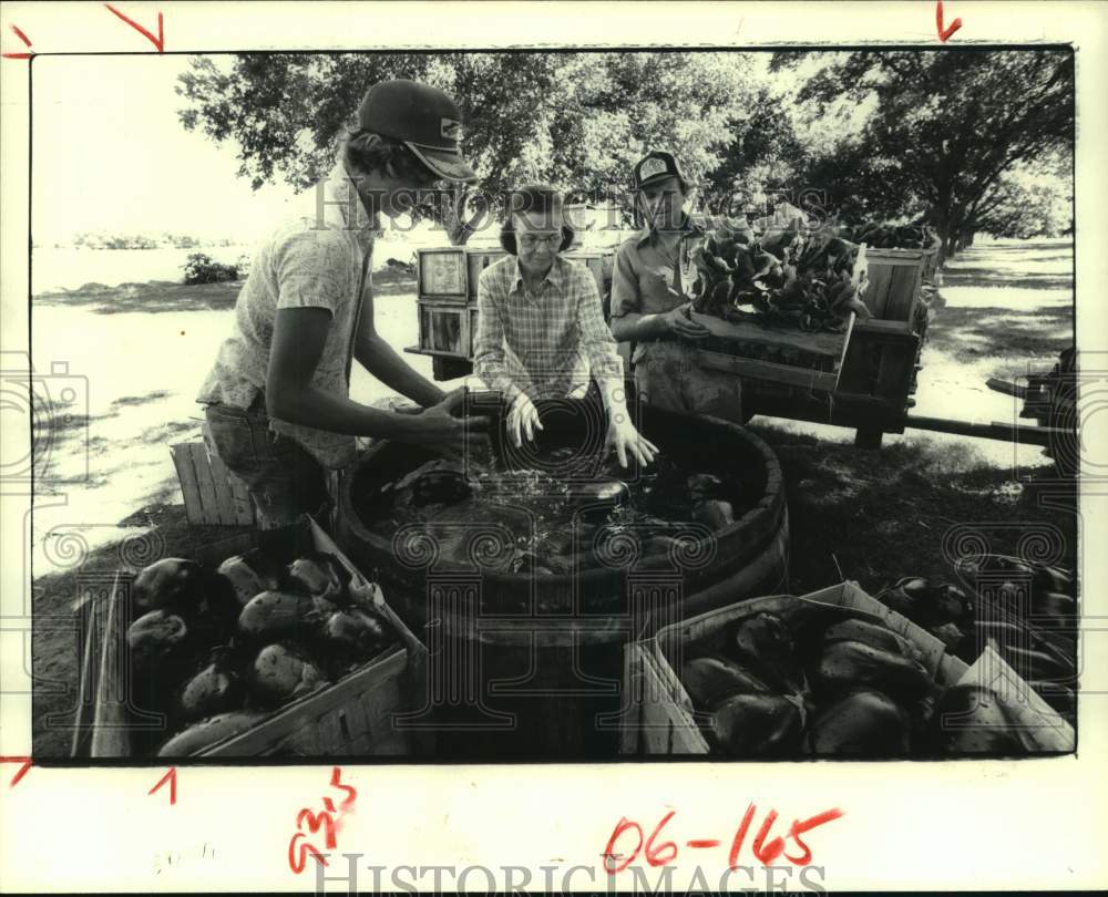 1979 Press Photo Cameron Bammel checks eggplants in his farm in Spring, Texas - Historic Images