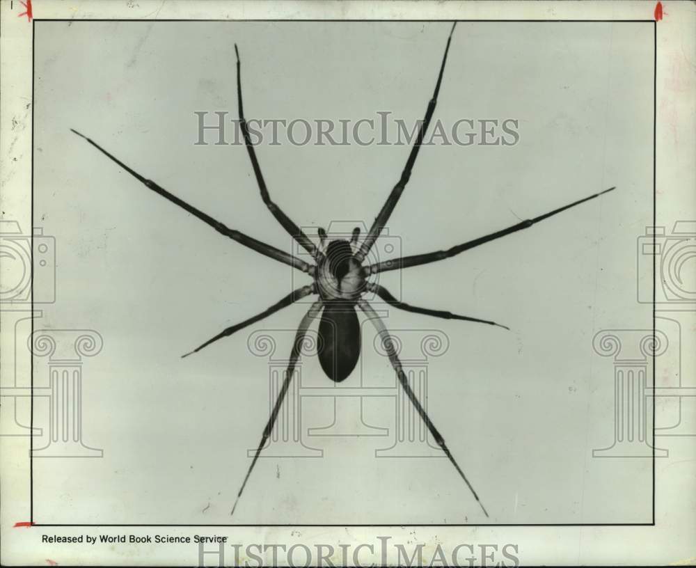 1978 Brown recluse spider - Historic Images