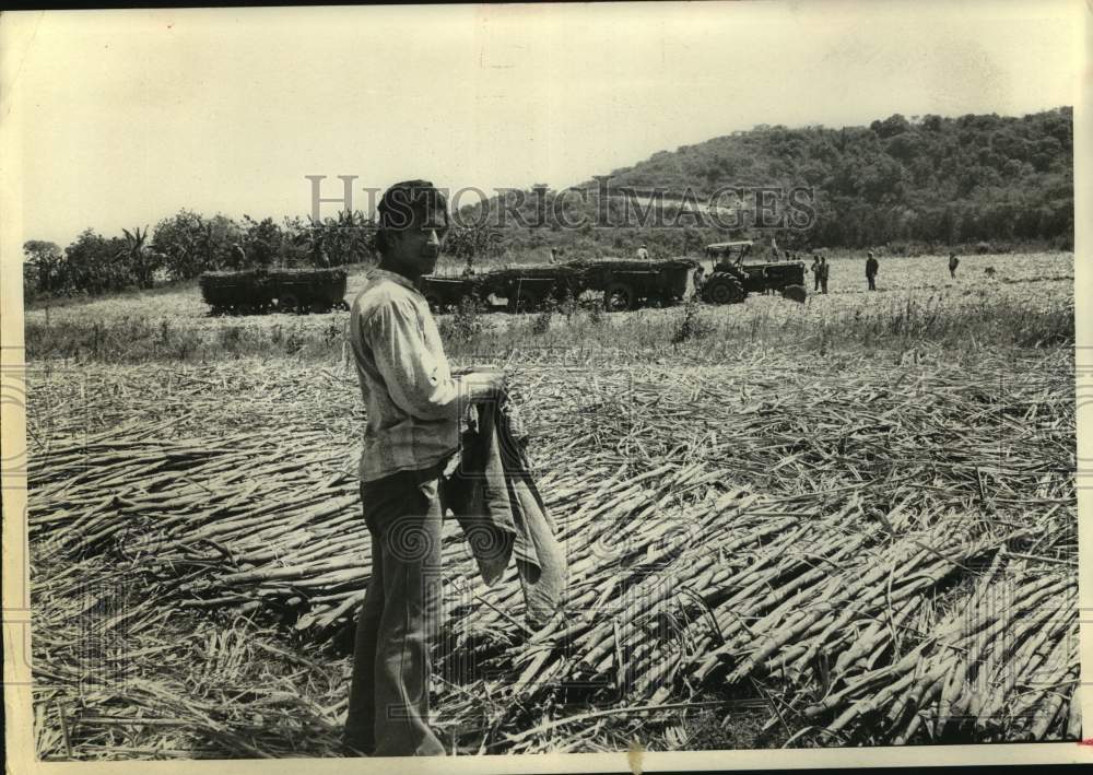 1974 Sugar cane cutter in Tucuman region - Historic Images