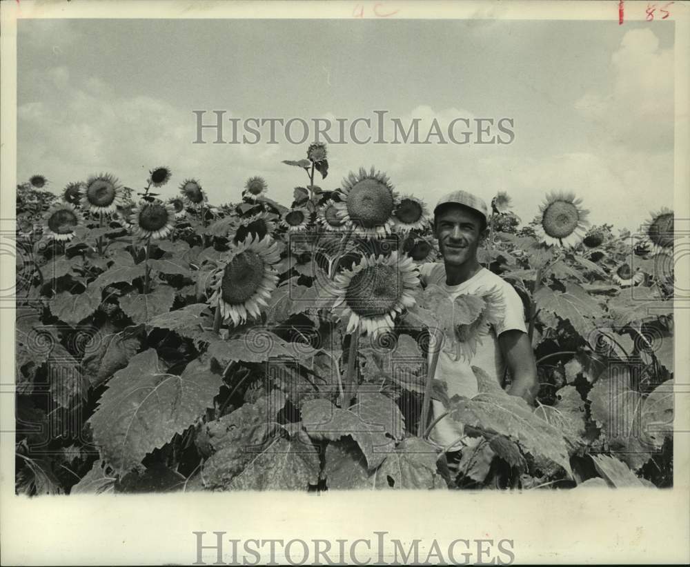 1972 G. E. Harris on his Hempstead hybrid sunflower farm - Historic Images