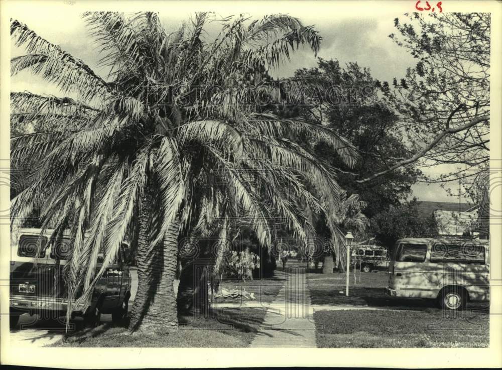 1979 Press Photo Palm trees line easement on Magnolia Street in Houston - Historic Images