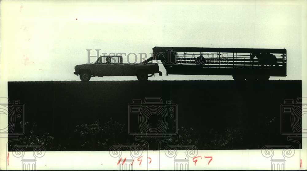 1983 Press Photo Horse inside horse trailer pulled by pickup in Houston - Historic Images