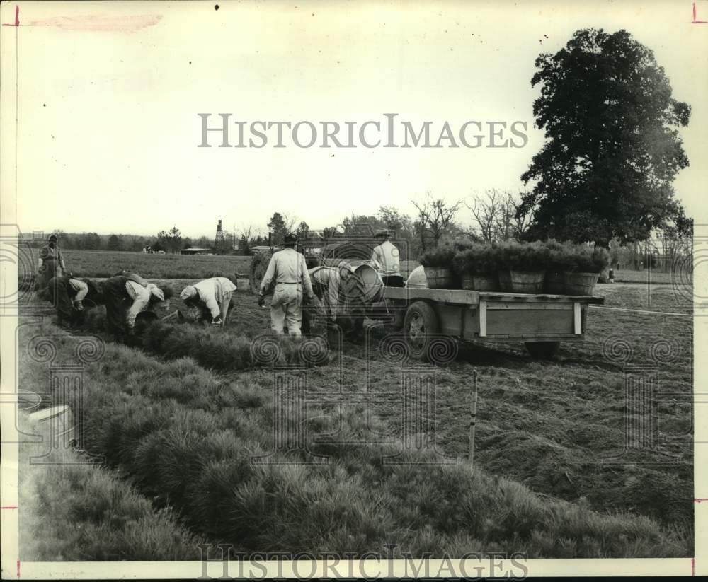 1967 Press Photo Workers for Texas Forest Service at Indian Mound Nursery - Historic Images