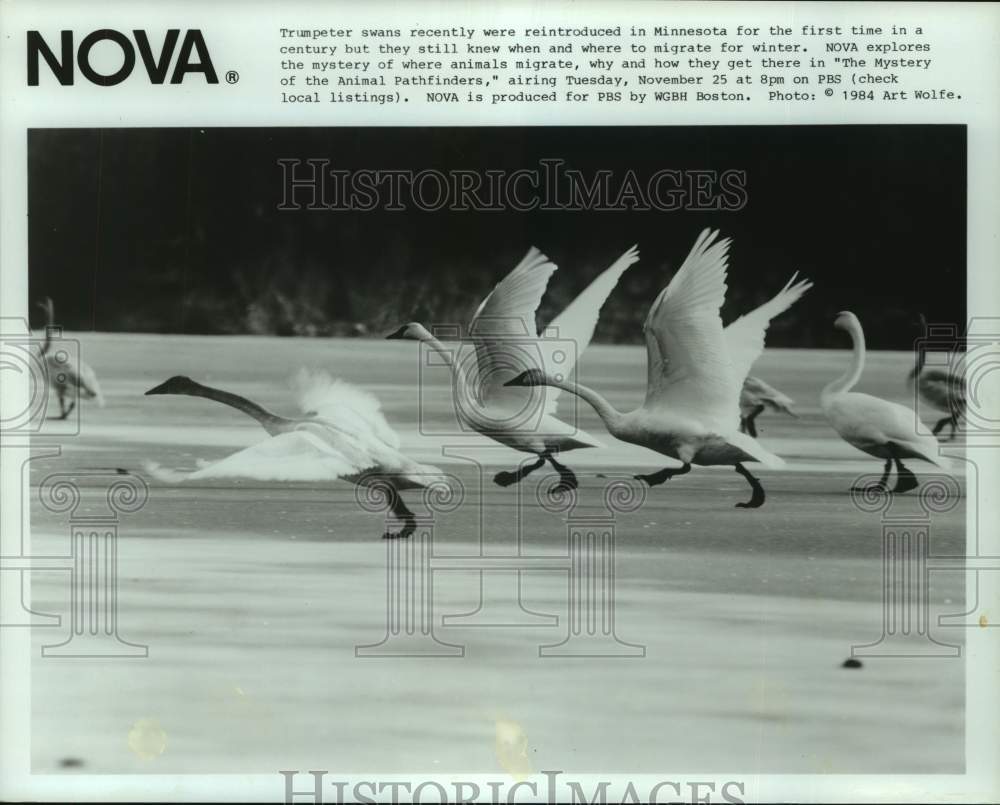 1984 Press Photo Trumpeter Swans Who Were Reintroduced to Minnesota - Historic Images