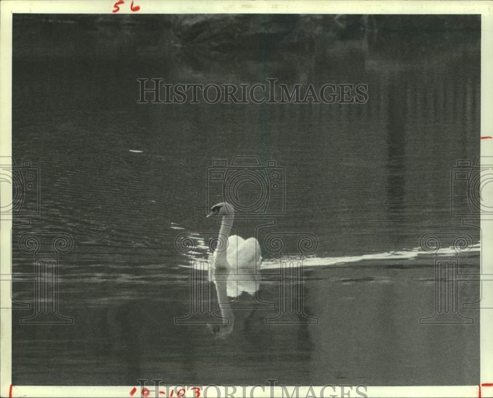 1983 Press Photo Single Swan Paddles across Lake in Deerwood Community in Texas - Historic Images