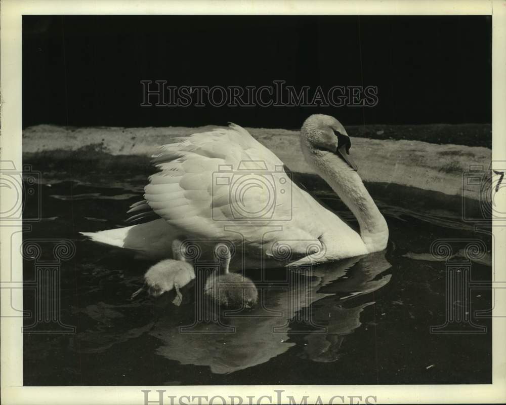 1941 Press Photo Swan and her babies swim in pond - Historic Images