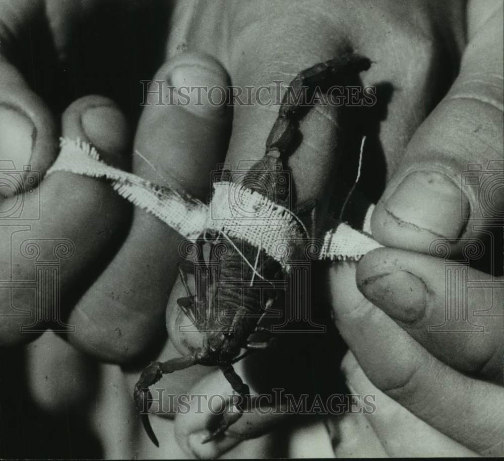 1971 Press Photo Dead scorpion splinted to finger on scorpion sting - Historic Images