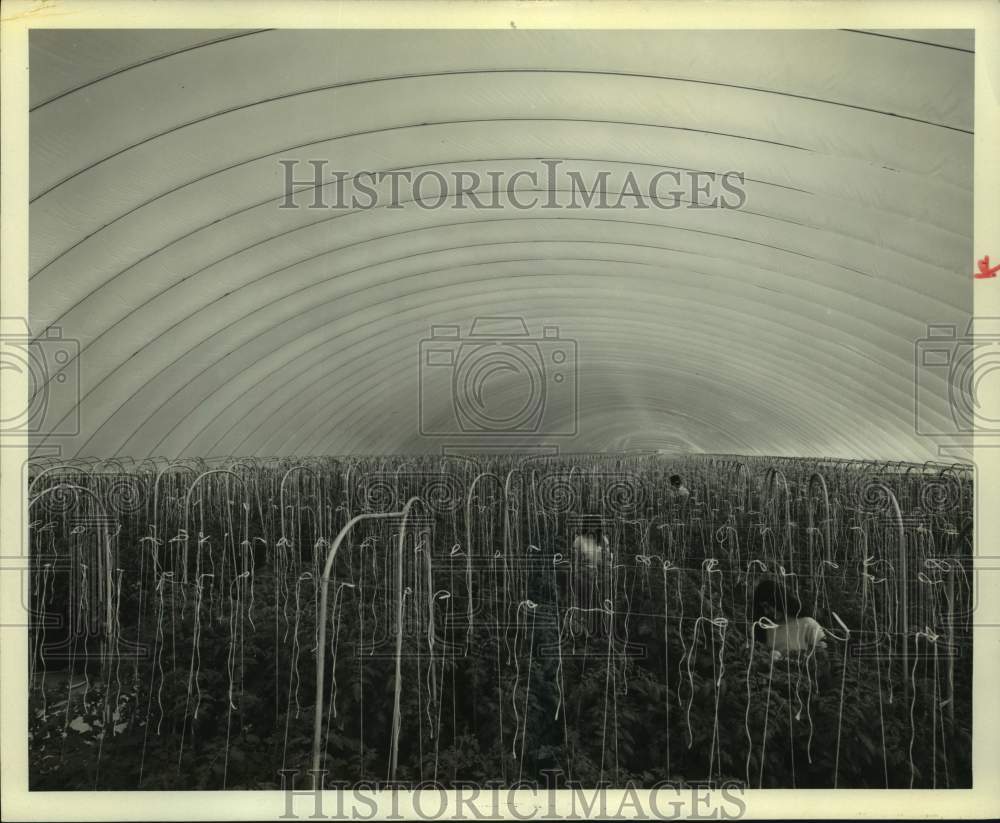 1973 Press Photo Hydroponic Farms air-supported greenhouse in Richmond, TX - Historic Images