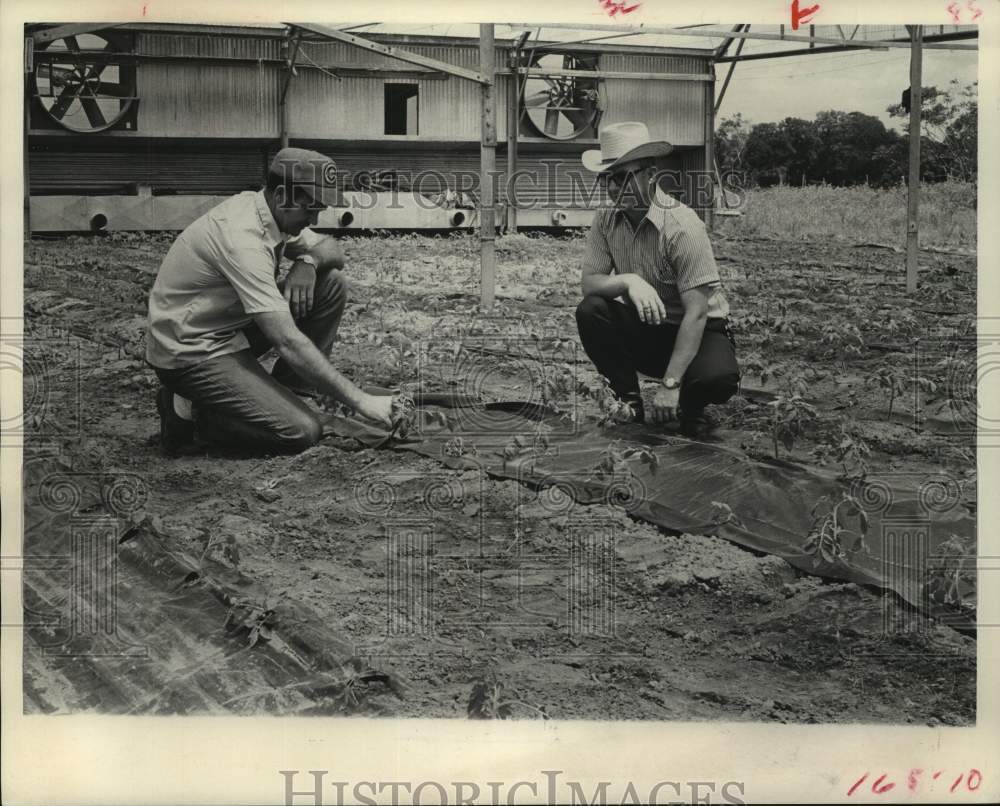 1971 Press Photo Keese Shows County Agent James Engbrock Young Tomato Plants - Historic Images