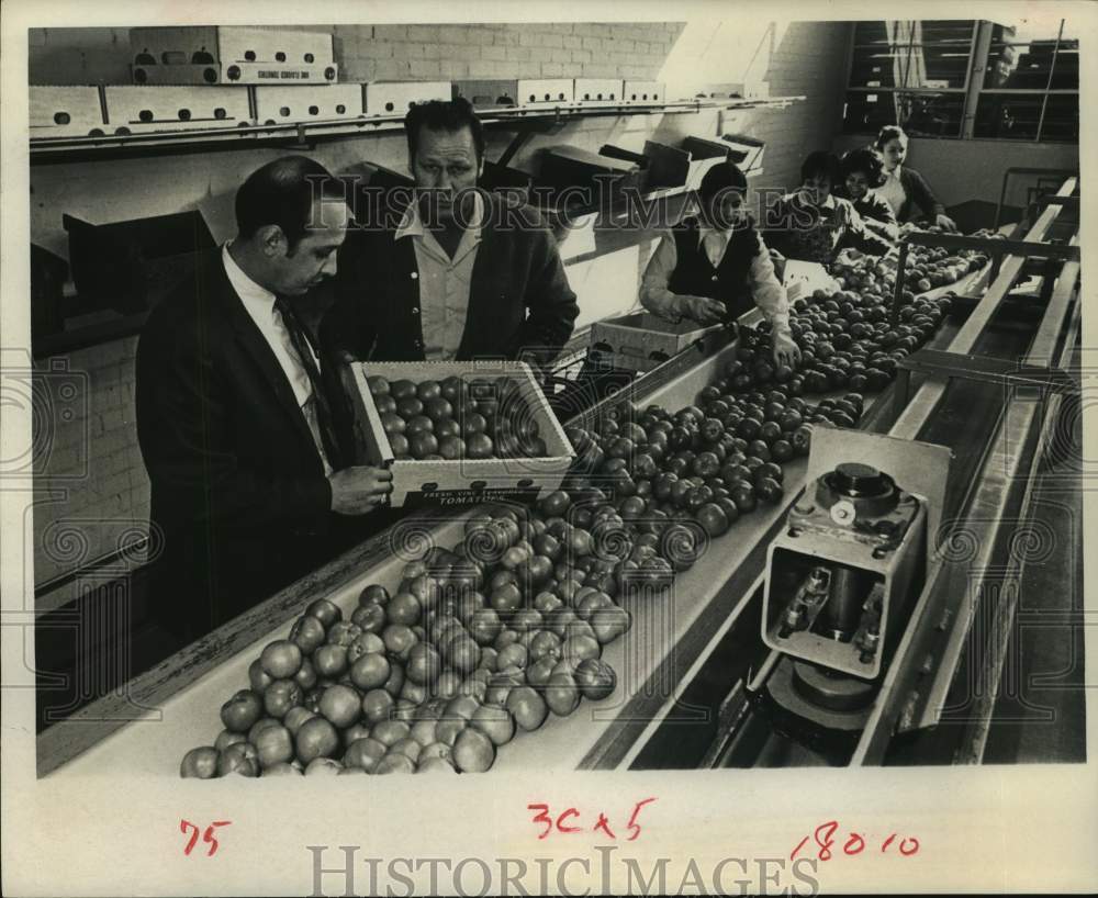 1970 Press Photo Madera overlooks Mexican Tomato Selection System with others - Historic Images