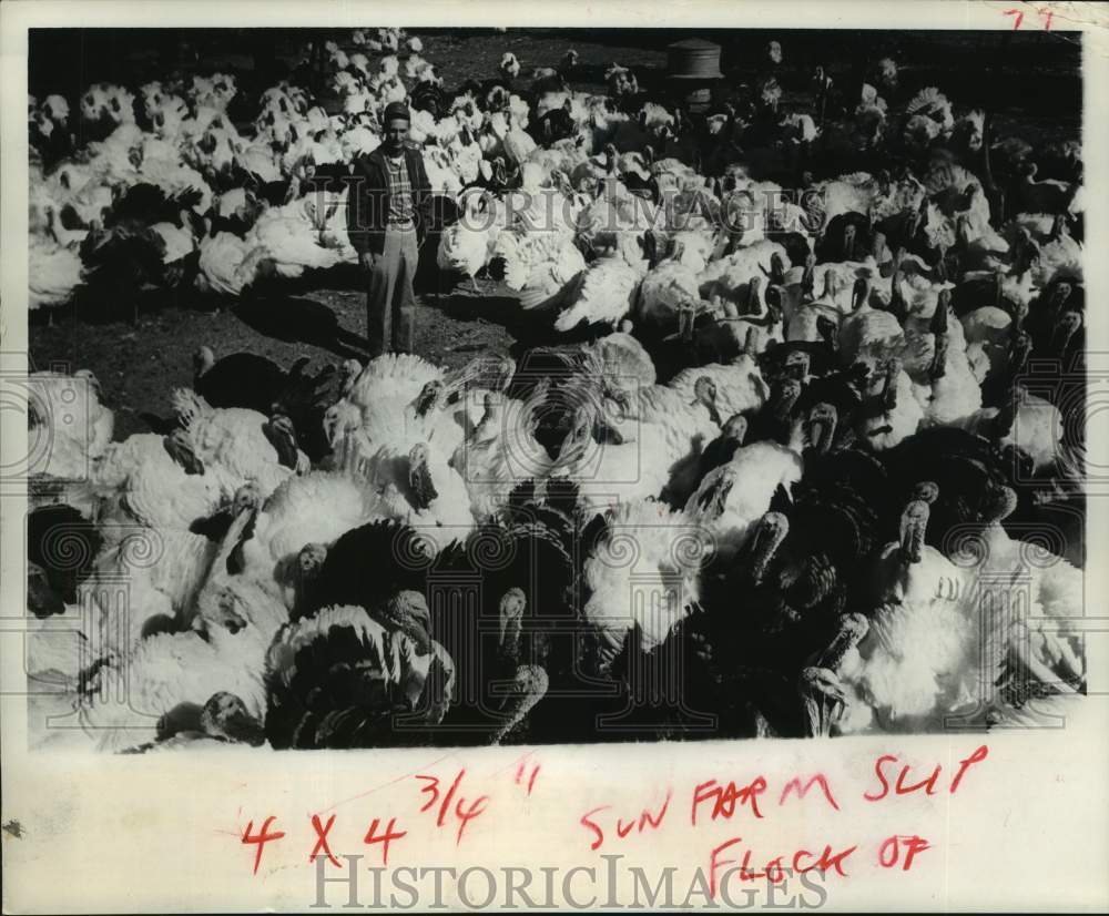 1968 Press Photo Worker Emory Sharp Standing in Flock of Pedigreed Turkeys, TX - Historic Images