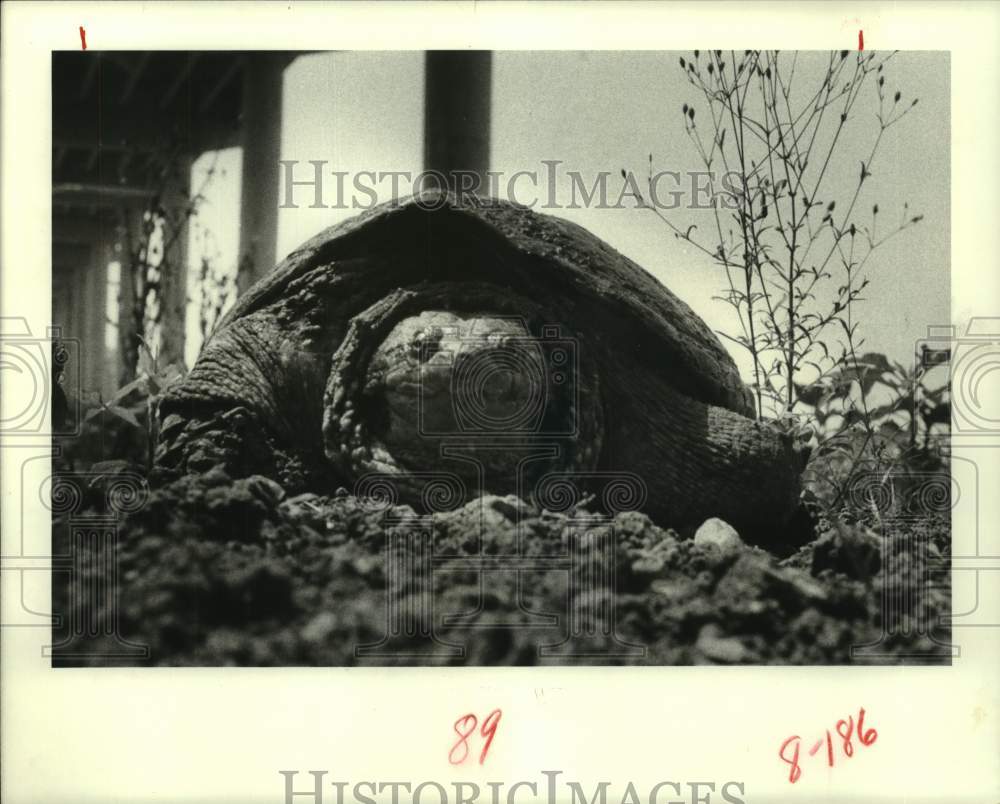 1982 Press Photo Snapping turtle sunning himself under Jesse Jones Toll Bridge - Historic Images