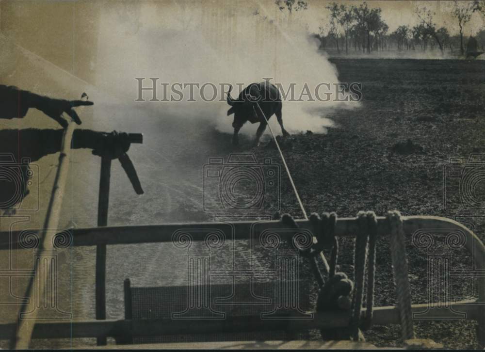 1967 Enraged water buffalo after being roped - Historic Images