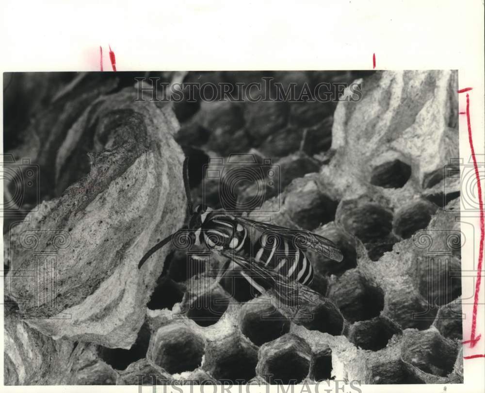 1988 Press Photo Yellow Jacket Wasp on its Nest - Historic Images