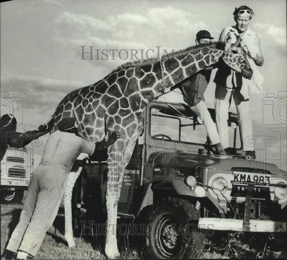 1970 Press Photo Don Hunt, General Partner of World of Animals Prepares Giraffe - Historic Images