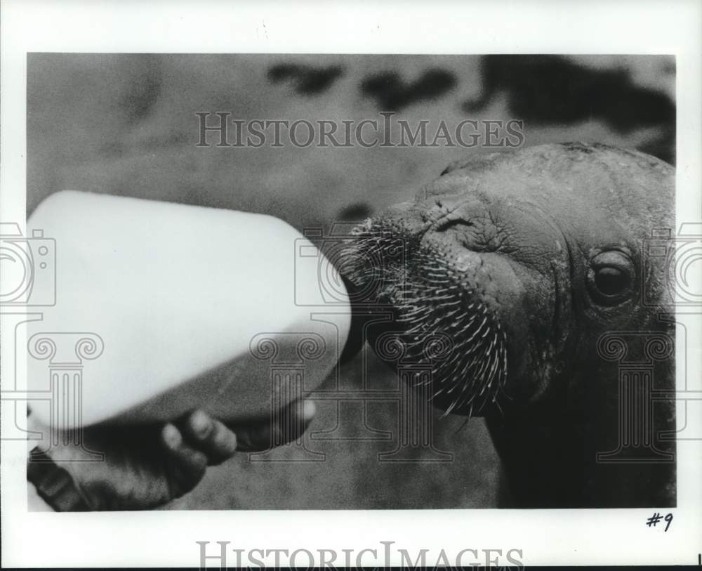 1985 Press Photo Walrus Drinks from a Bottle - Historic Images