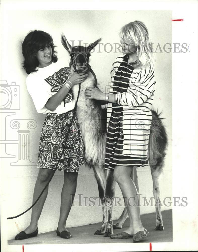 1988 Press Photo Speedy The Llama With Lamar High School Juniors, Texas - Historic Images