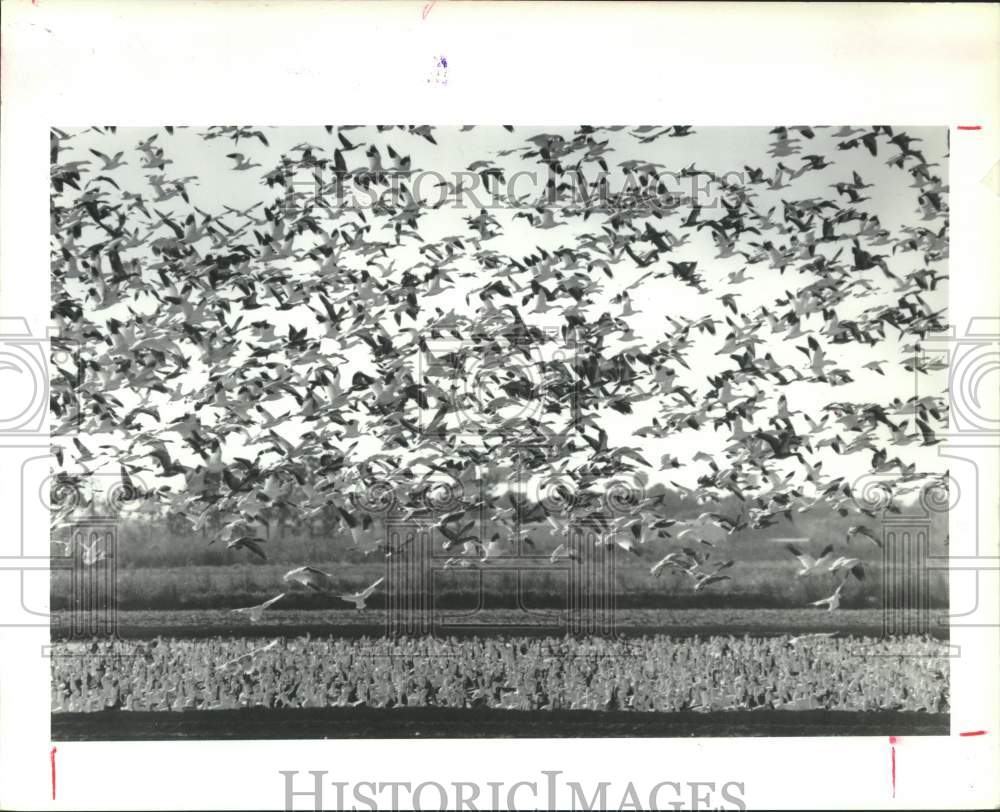 1989 Press Photo Wintering Migratory Birds at Proposed Waller County Airport, TX - Historic Images