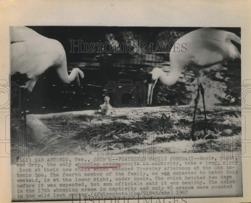 1967 Press Photo Captive whooping cranes with new chick at San Antonio Zoo - Historic Images