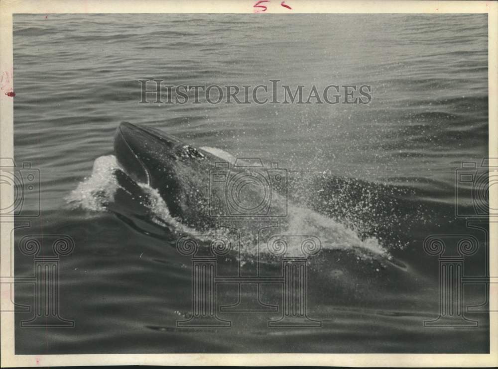 1971 Press Photo Blue whale spotted in the Gulf of Mexico - Historic Images