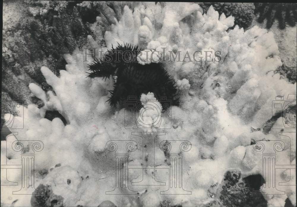 1969 Spiny Starfish devours coral along Australia's reef-Historic Images