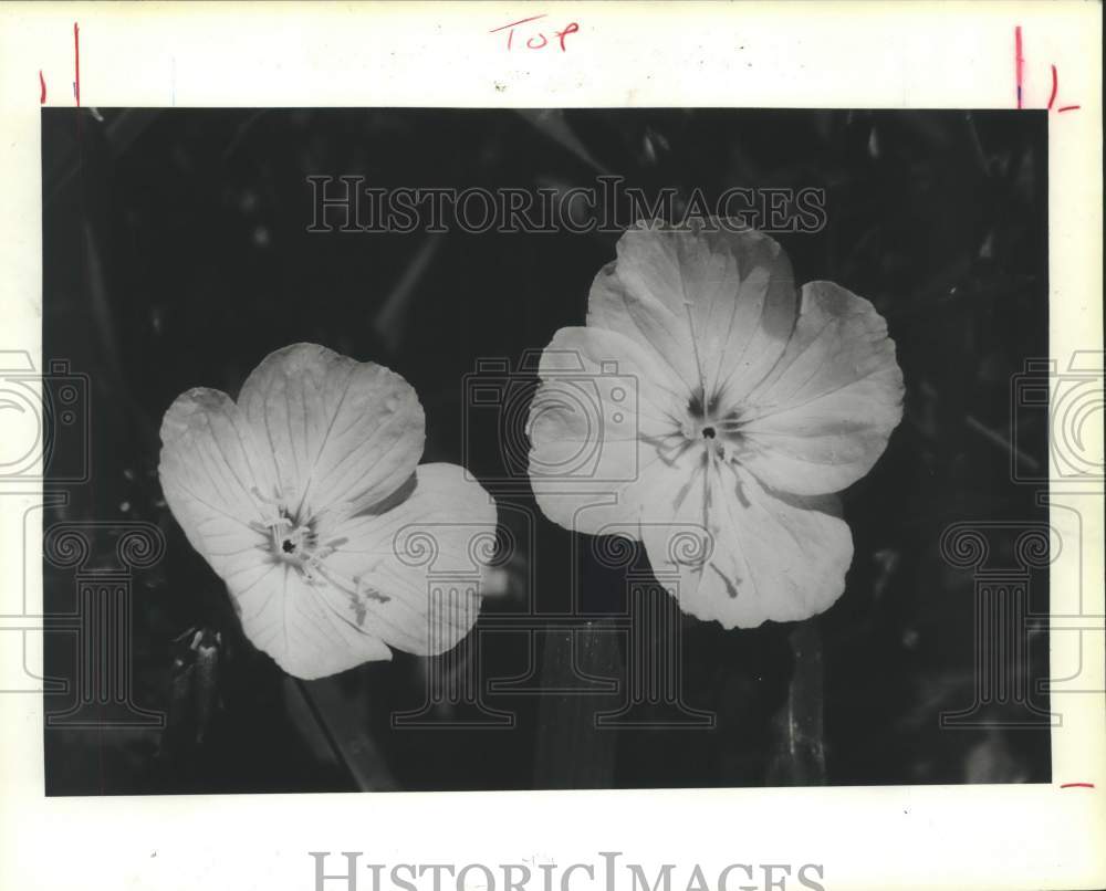 1986 Evening-primrose, one of Houston's most attractive wildflowers - Historic Images