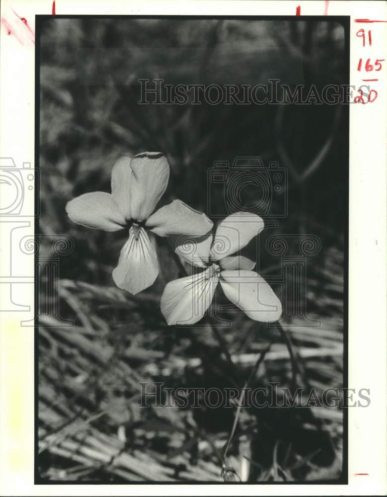 1984 Press Photo Bird-foot violet blooms, wild flowers in Texas - Historic Images