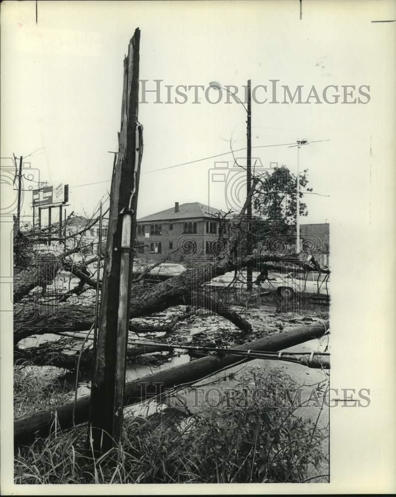 1974 Press Photo Rain Storm Damaged Tree and Telephone Pole in Downtown Houston - Historic Images