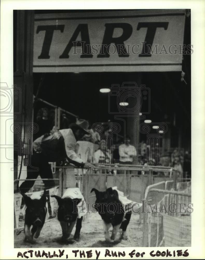 1989 Press Photo Pig race at Houston Livestock Show and Rodeo - Historic Images