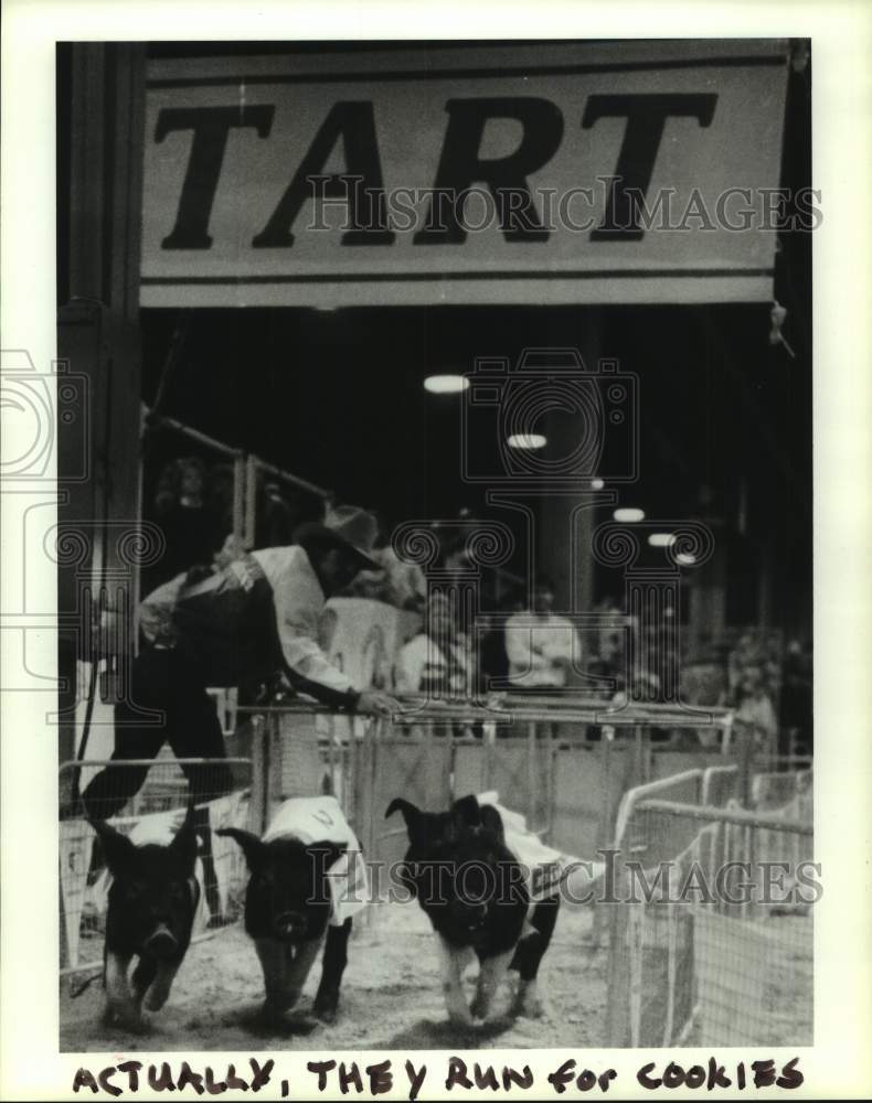 1989 Pig race at Houston Livestock Show and Rodeo - Historic Images