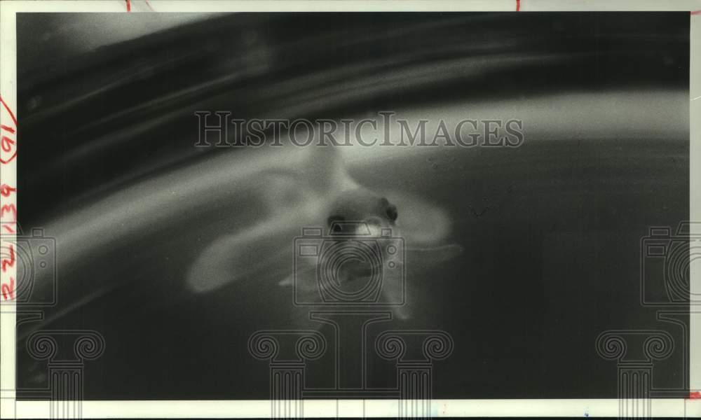 1983 Press Photo Golden the Gregarious Goldfish will be table decorations at TOT - Historic Images