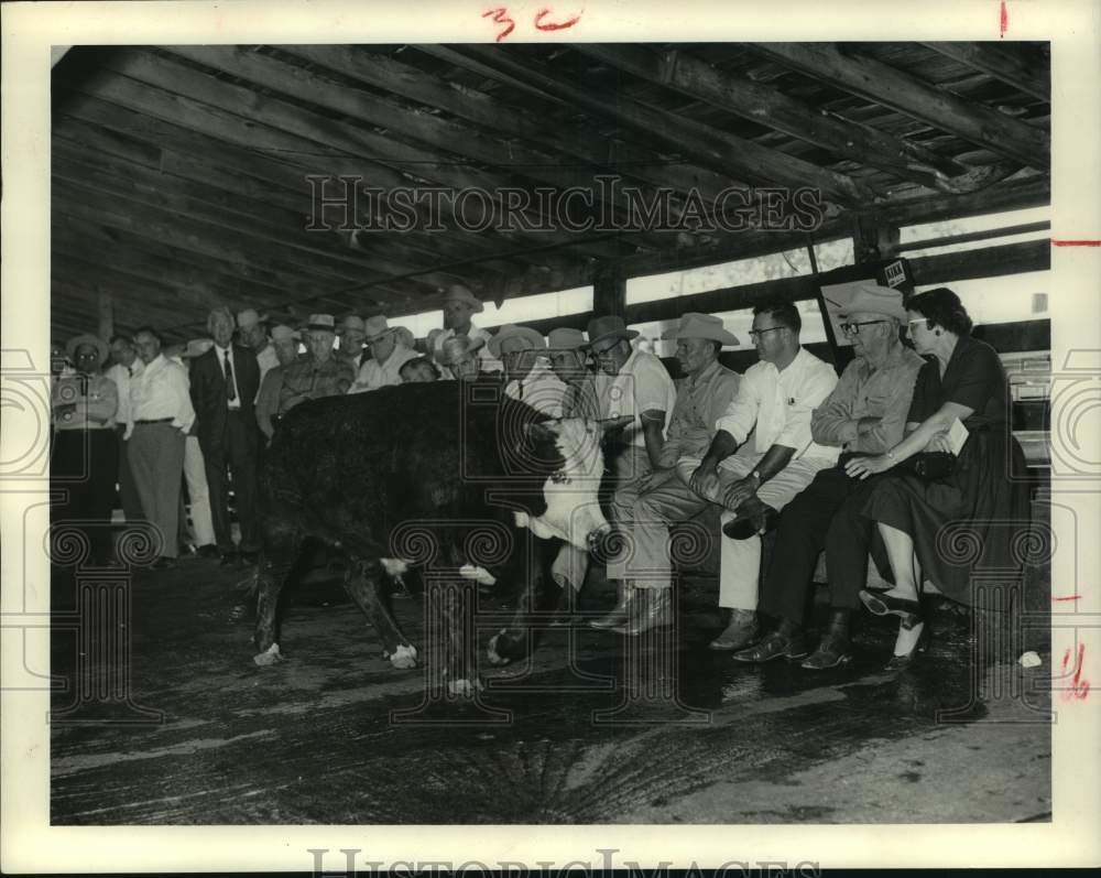 1963 Press Photo Houston Livestock Show - Junior Commercial Range Steer Division - Historic Images