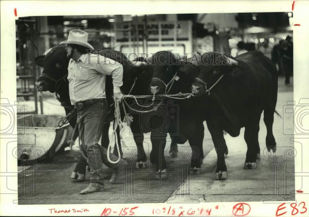 1982 Press Photo Thomas Smith leads bulls - Houston Livestock Show &amp; Rodeo - Historic Images