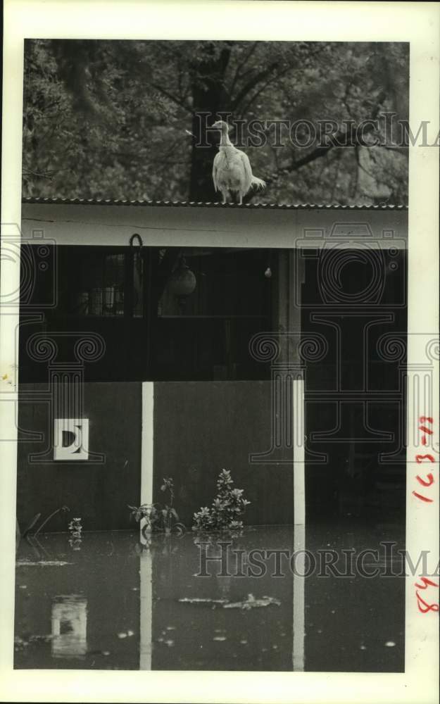 1983 Press Photo Turkey is Stranded During Flood in East Harris County, Texas - Historic Images