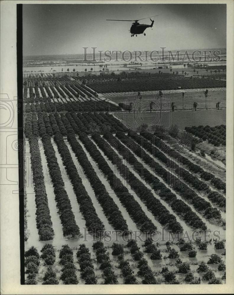 1967 Flooded citrus orchards in Texas-Historic Images