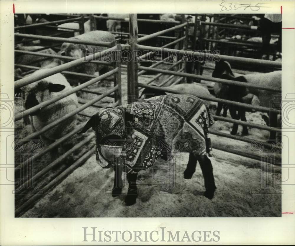 1976 Press Photo Covered sheep at the Houston Livestock Show and Rodeo - Historic Images