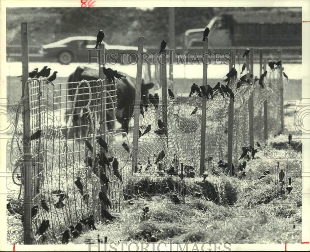 1980 Press Photo Blackbirds gather on hay at Houston Livestock Show and Rodeo - Historic Images