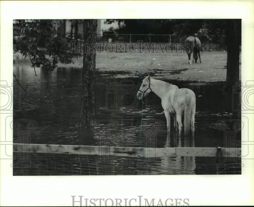 1989 Press Photo Horses Stand in Flooded Pasture in the Houston, Texas Area - Historic Images