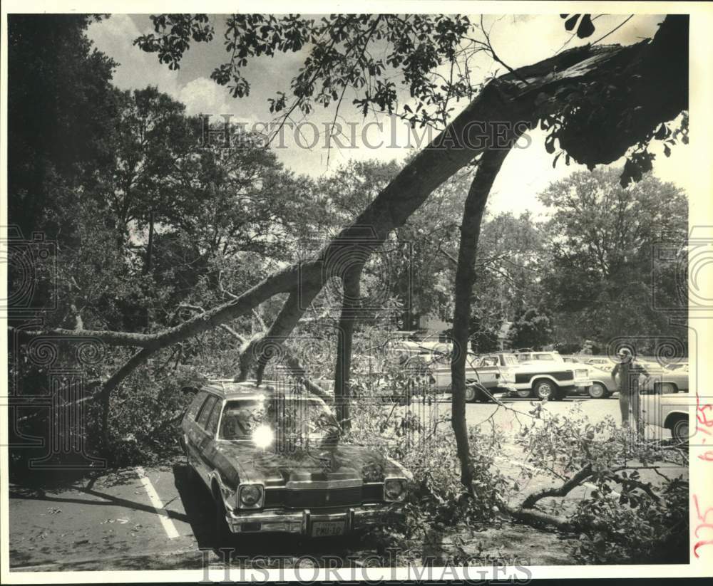 1980 Press Photo Person Examines a Tree Limb that Crushed a Car in Houston - Historic Images