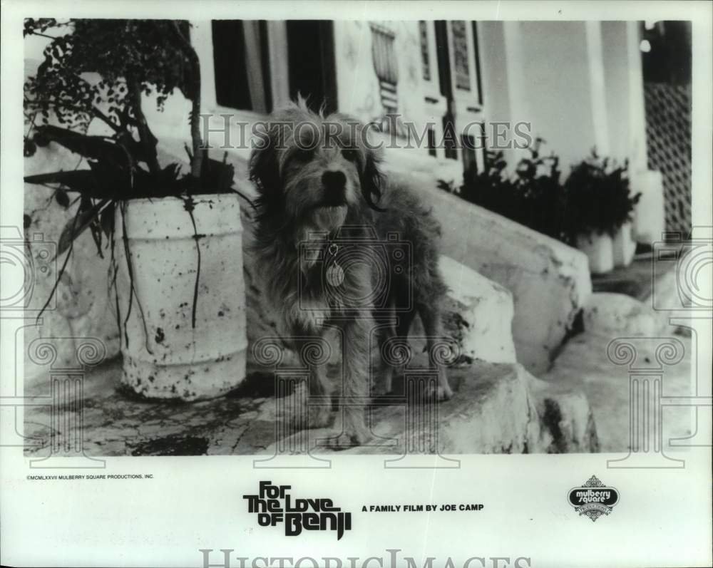 1981 Dog Named Benji in "For the Love of Benji" - Historic Images